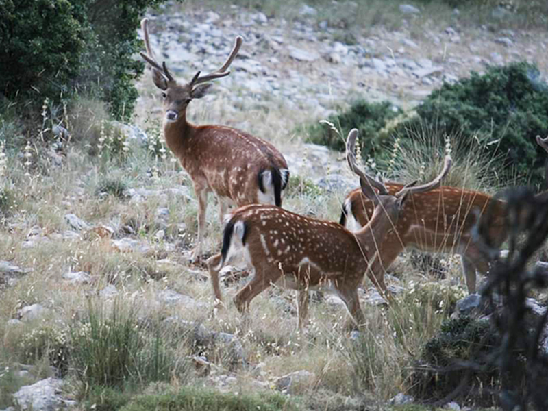 Cortijo Rural Santa Ana - Sierra de Cazorla